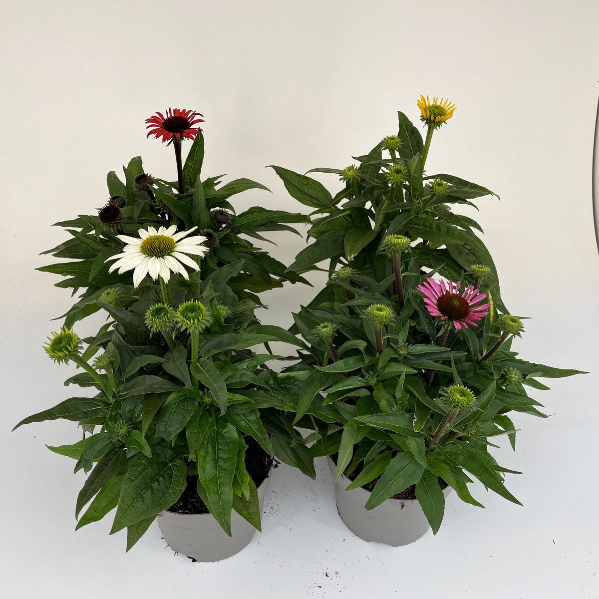 Echinacea MIX — Plant Wholesale FlorAccess