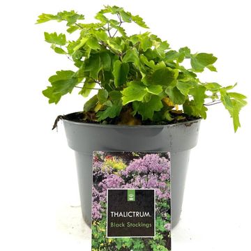 Thalictrum 'Black Stockings'