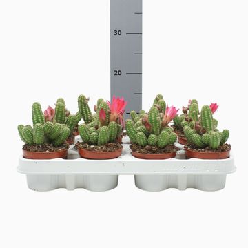 Chamaecereus 'Ubink Cerise'