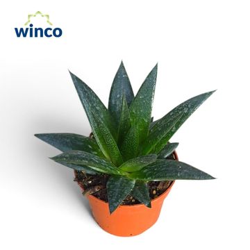 Gasteria FLOW