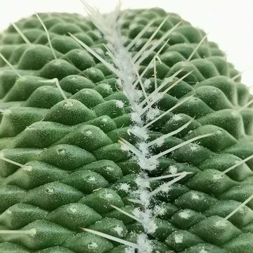 Mammillaria spinosissima 'Un Pico Cristata'