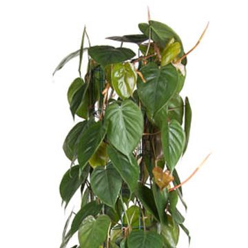 Filodendron scandens