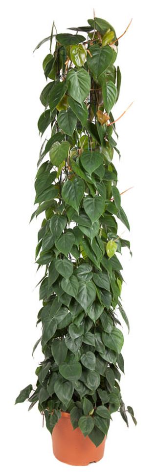 Philodendron scandens