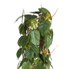 Filodendro scandens