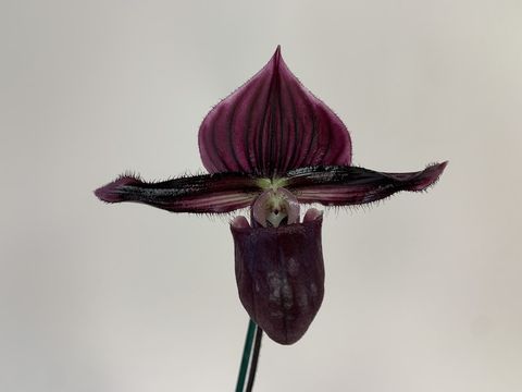 Paphiopedilum Maudiae Vinicolor x purpuratum