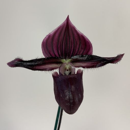 Paphiopedilum Maudiae Vinicolor x purpuratum