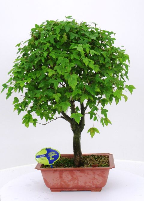 Acer buergerianum