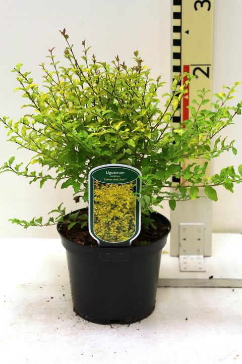 Ligustrum undulatum 'Lemon Lime and Clippers'