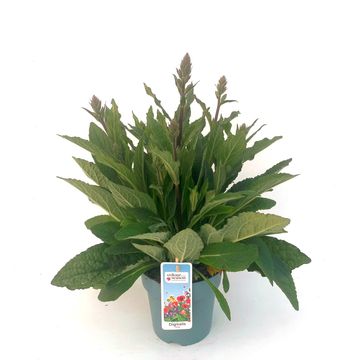 Digitalis purpurea LUCAS SILVER