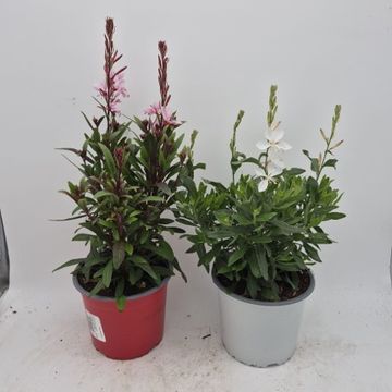 Gaura lindheimeri STEFFI MIX