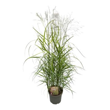 Panicum virgatum 'Squaw'