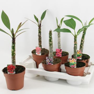 Plumeria rubra HAWAIIAN MIX