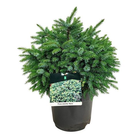 Picea omorika 'Nana'