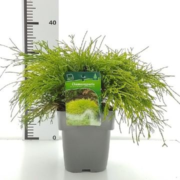 Chamaecyparis pisifera 'Sungold'