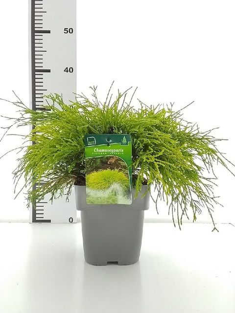 Chamaecyparis pisifera 'Sungold'