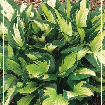 Hosta 'Whirlwind'