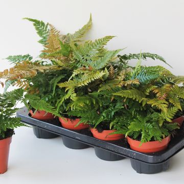 Dryopteris erythrosora