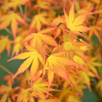 Acer palmatum 'Катсура'