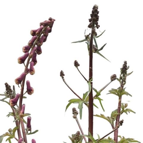 Aconitum 'Purple Sparrow'