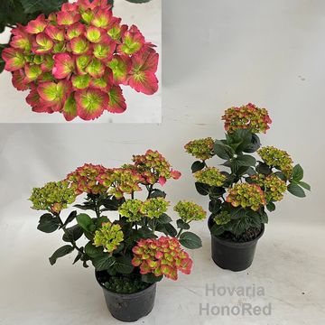 Hydrangea macrophylla HOVARIA HONORED