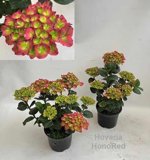 Hydrangea macrophylla HOVARIA HONORED