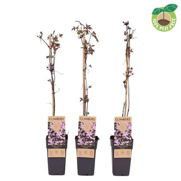 Clematis 'Mayleen' (M)