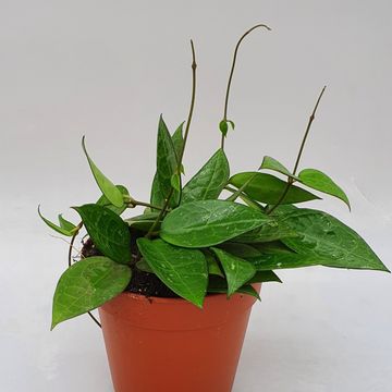 Hoya parasitica 'Black Edge'