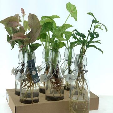 Houseplants MIX