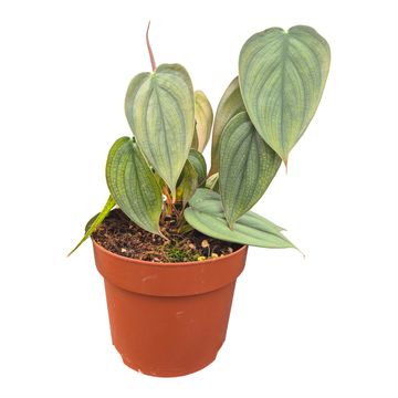 Philodendron burle-marxii 'Fantasy'
