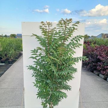 Toona sinensis 'Flamingo'
