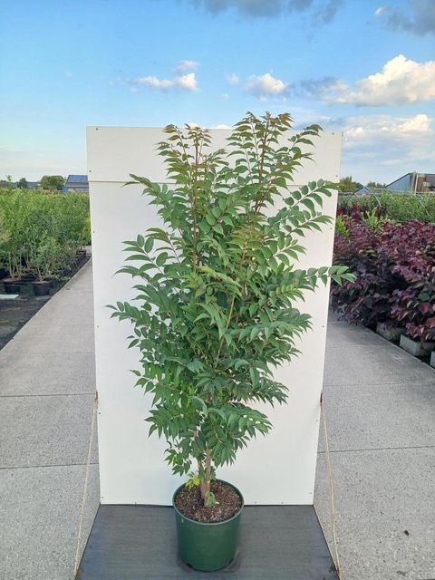 Toona sinensis 'Flamingo'