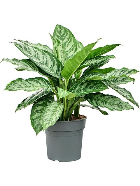 Aglaonema 'Chantal'