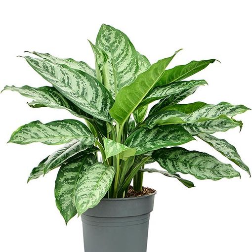 Aglaonema 'Chantal'