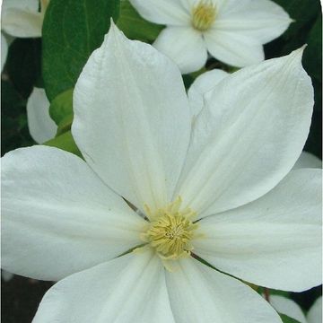 Clematis 'The Bride' (EL)