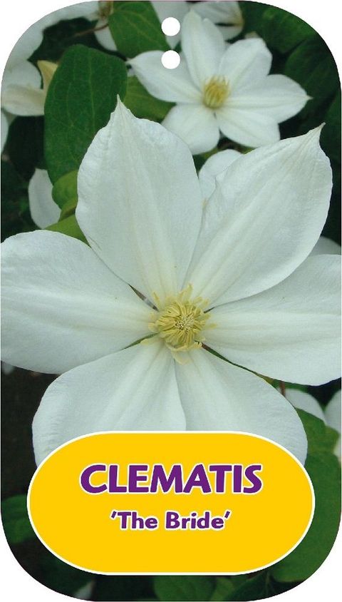 Clematis 'The Bride' (EL)