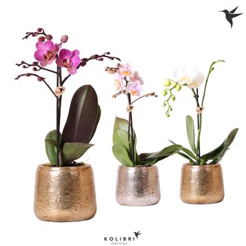 Phalaenopsis MIX