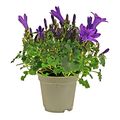Campanula portenschlagiana BLUE GET MEE