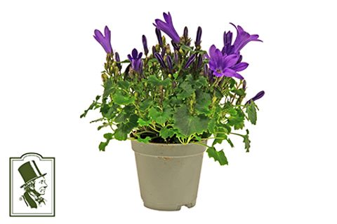 Campanula portenschlagiana BLUE GET MEE