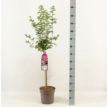 Syringa meyeri FLOWERFESTA WHITE