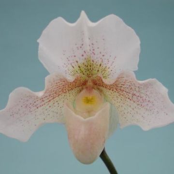 Paphiopedilum 'Rosy Dawn'