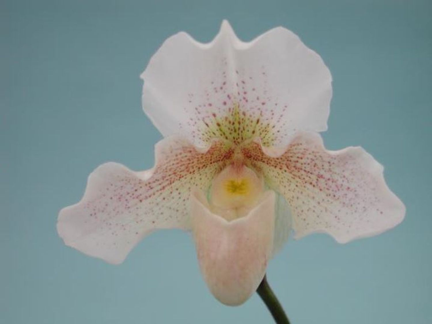 Paphiopedilum 'Rosy Dawn' — Plant Wholesale FlorAccess