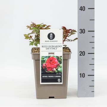 Rosa RED LEONARDO DA VINCI