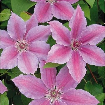 Clematis 'Гиренас' (EL)