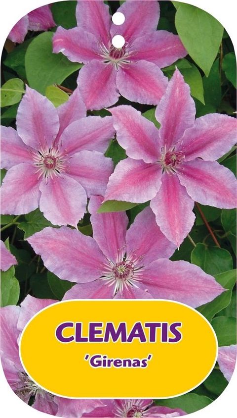 Clematis 'Гиренас' (EL)