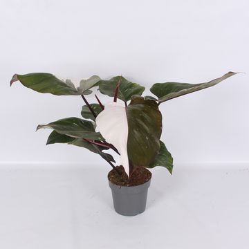 Філодендрон 'Red Anderson Variegata'