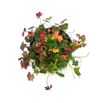 Geranium x cantabrigiense 'Cambridge'