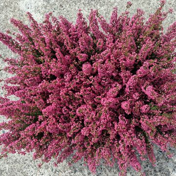 Erica gracilis BEAUTY QUEEN MIX