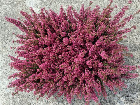 Erica gracilis BEAUTY QUEEN MIX