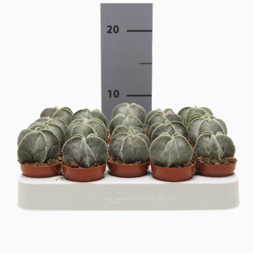 Astrophytum myriostigma
