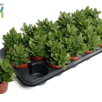 Crassula 'Moneymaker'